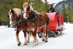 Sleigh Rides in Copper Mountain